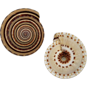 ARCHITECTONICA PERSPECTIVA SEASHELLS 3/5 cm