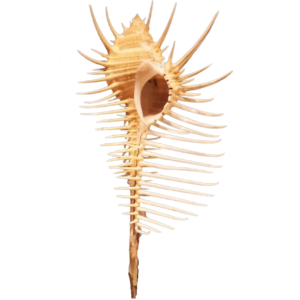 GLOBE MUREX TRIREMIS SEASHELL 14 x 27 cm
