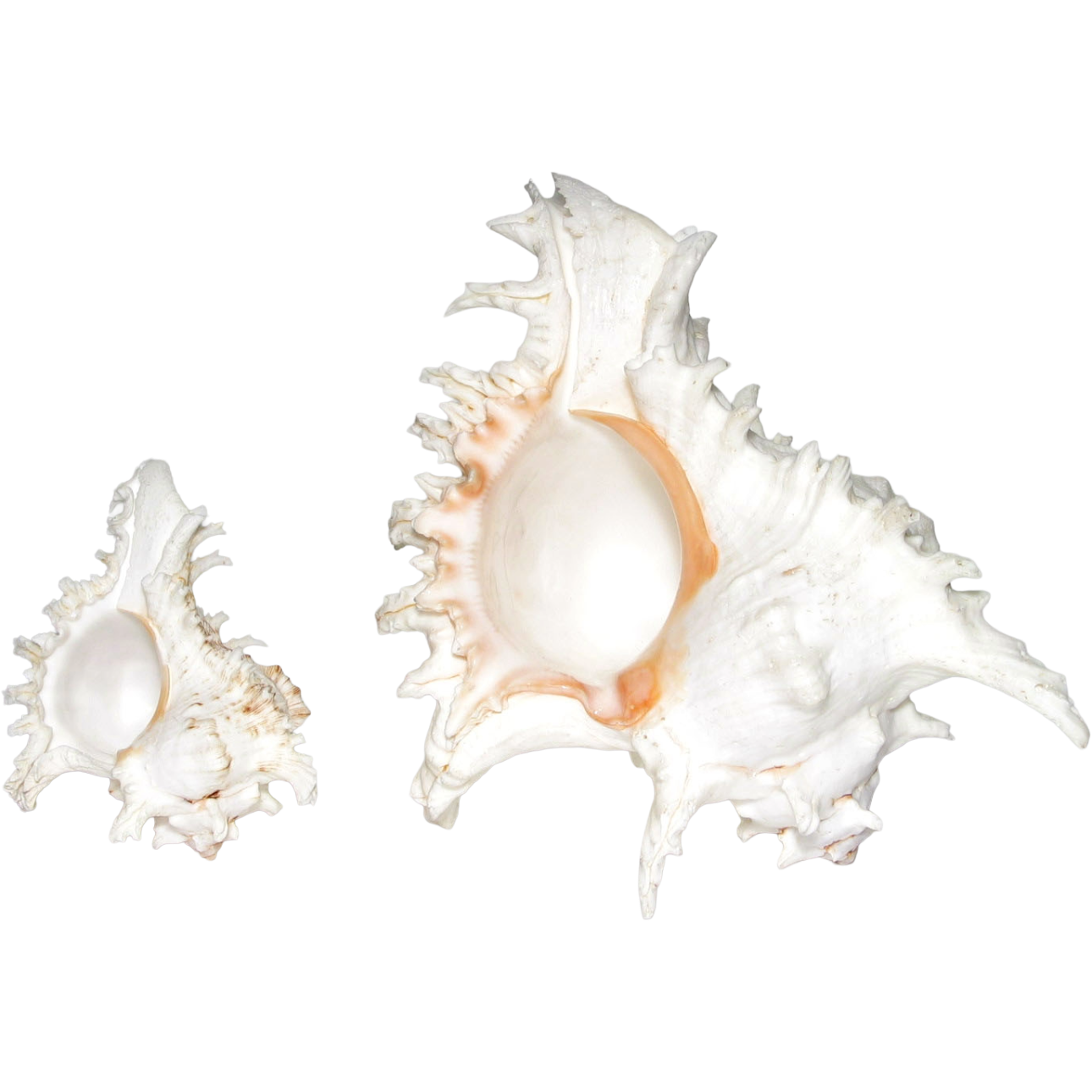 MUREX-RAMOSUS-SEASHELL-19:20CM-1