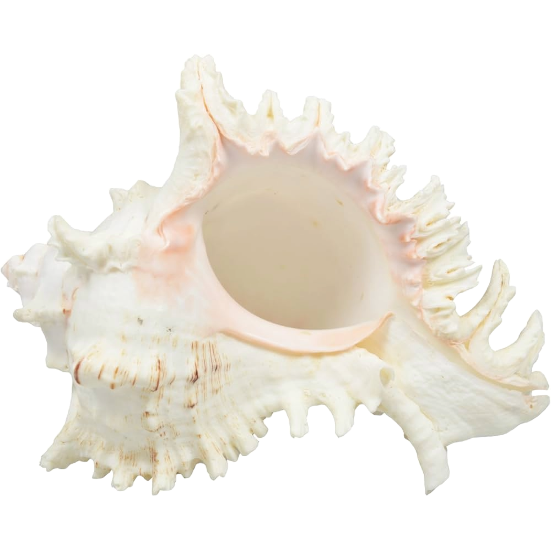 MUREX-RAMOSUS-SEASHELL-19:20CM-2