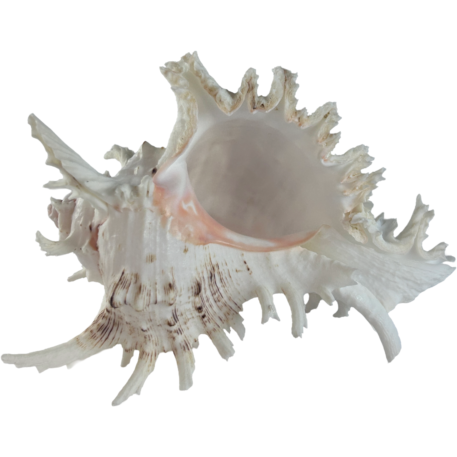 MUREX-RAMOSUS-SEASHELL-19:20CM-3