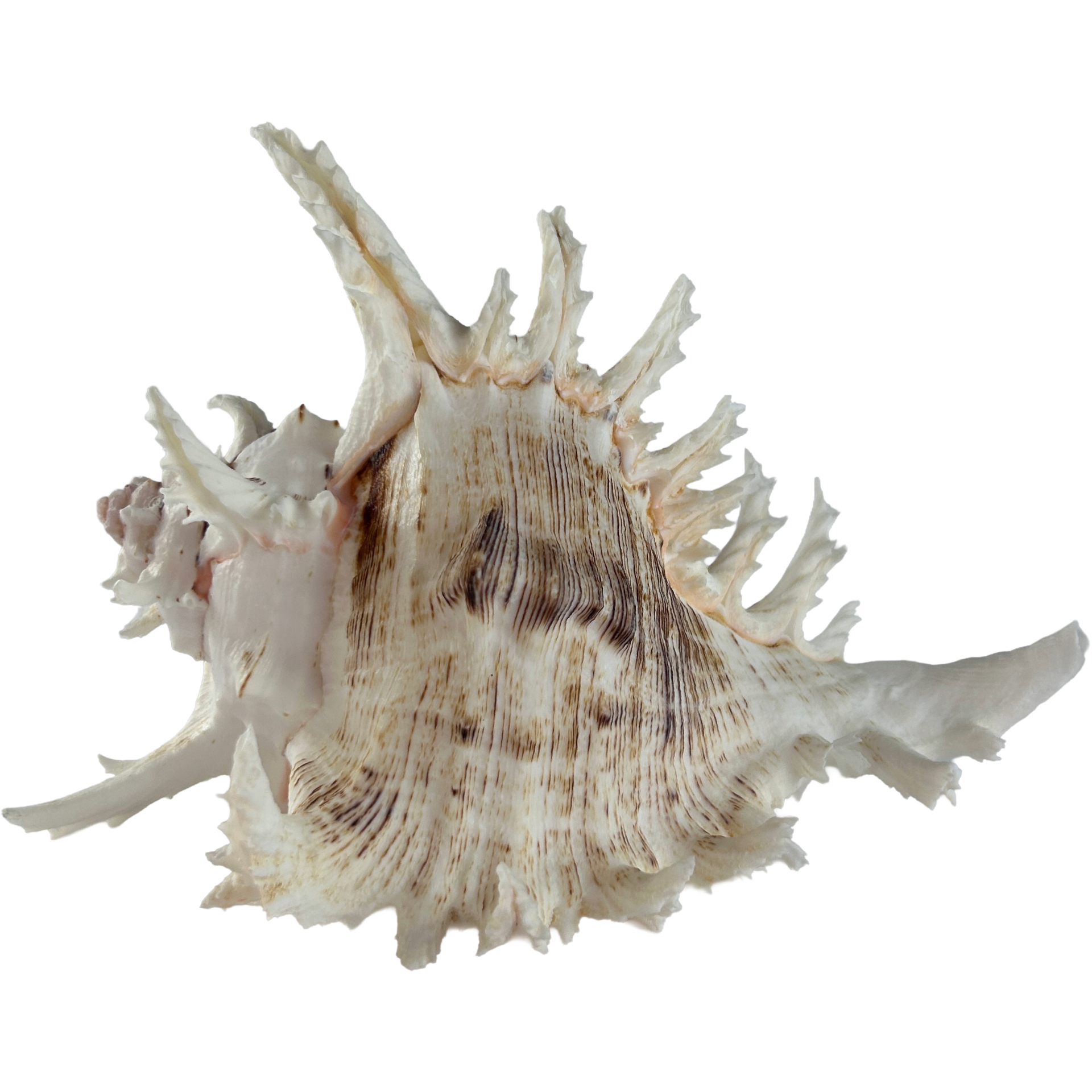 MUREX-RAMOSUS-SEASHELL-19:20CM-4