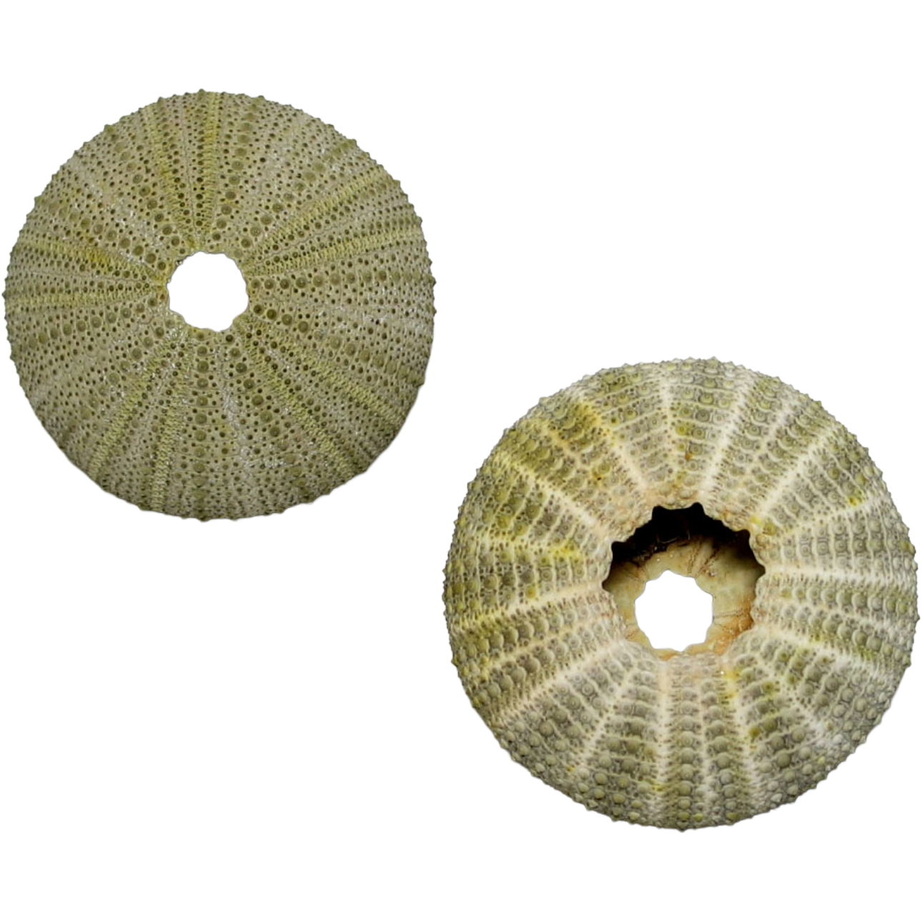 OURSIN-VERT-SEASHELL-5:6CM-1