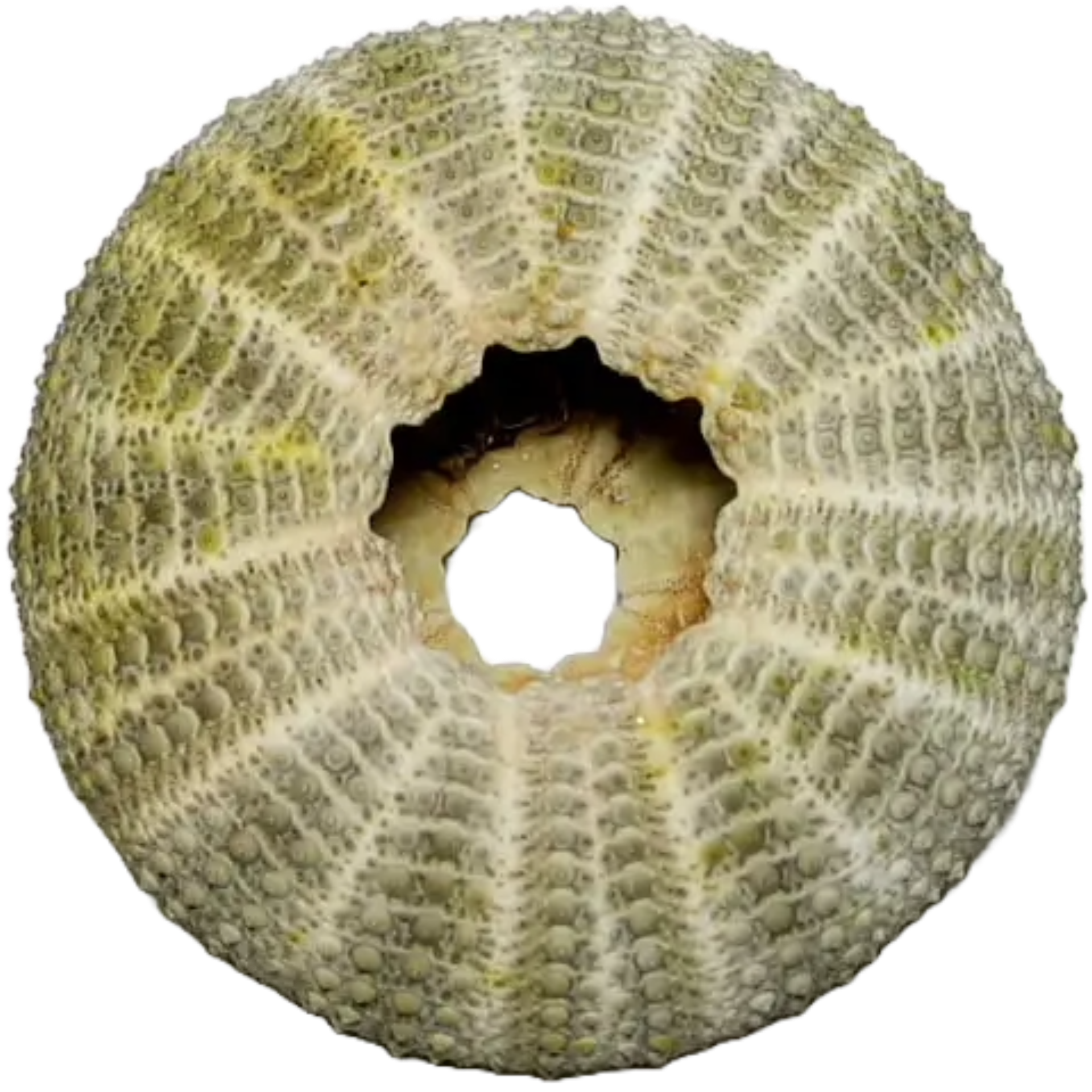 OURSIN-VERT-SEASHELL-5:6CM-2