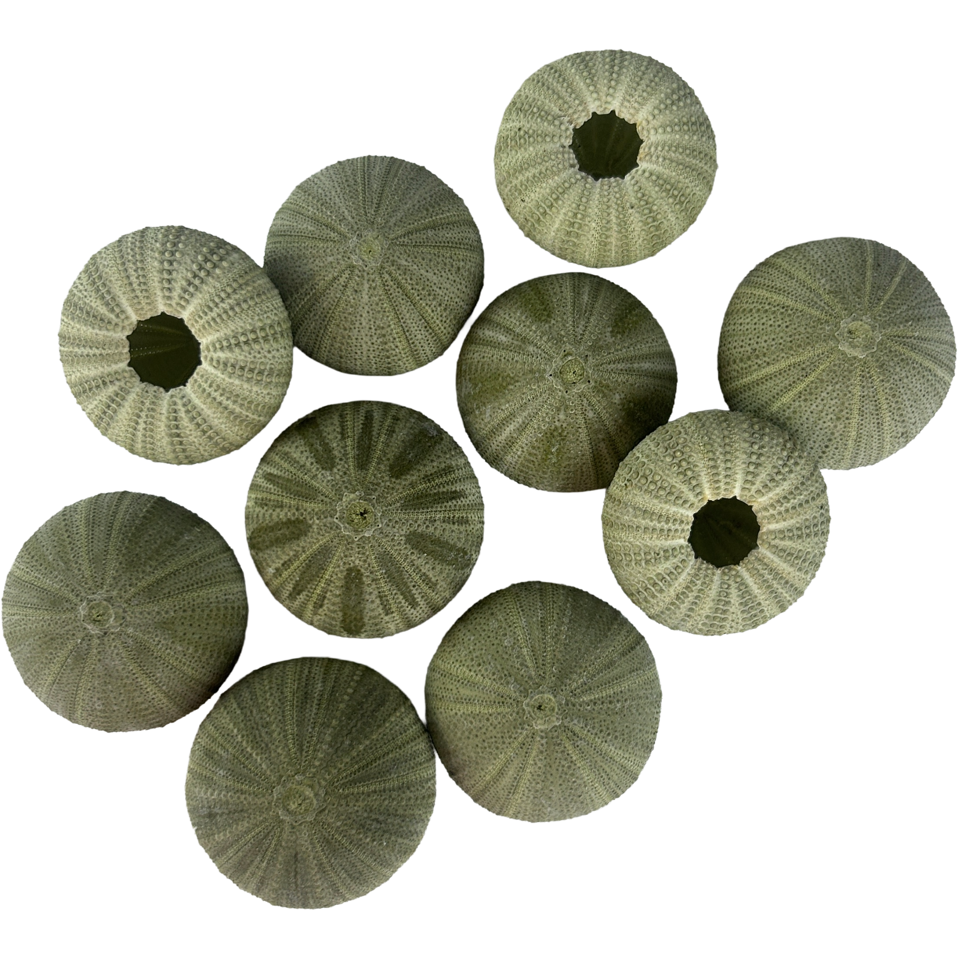 OURSIN-VERT-SEASHELL-5:6CM-3