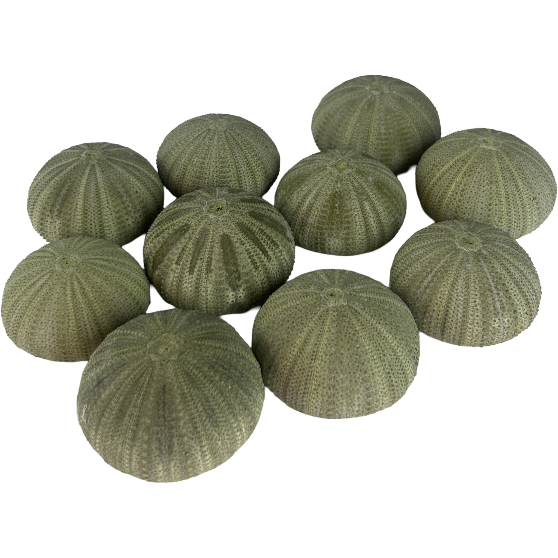 OURSIN-VERT-SEASHELL-5:6CM-4